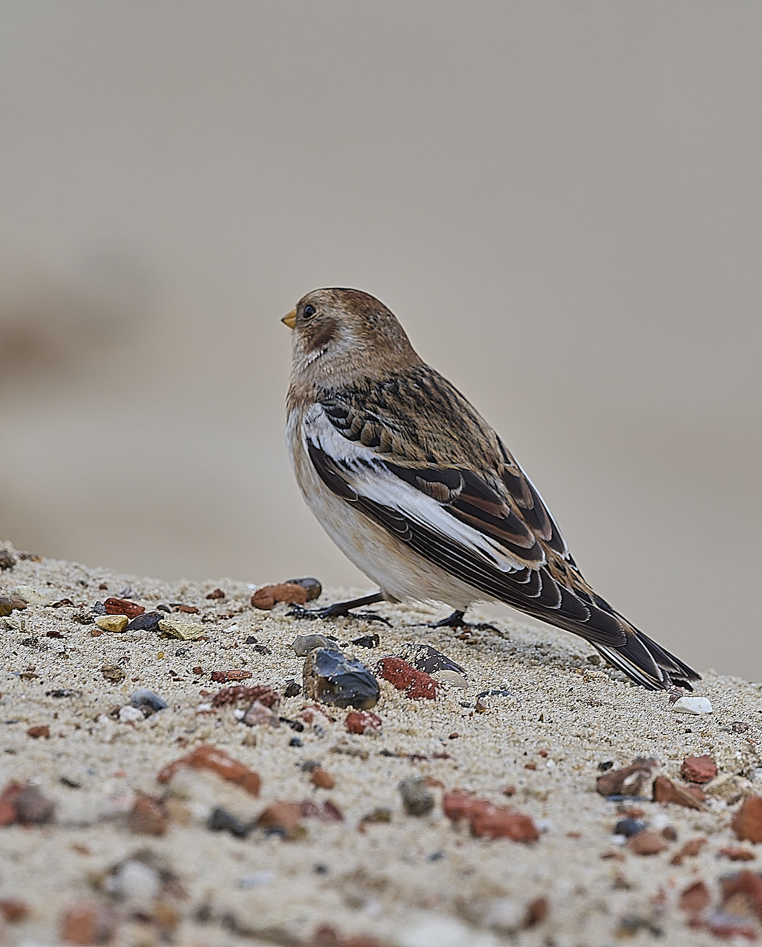 WintertonSnowBunting240126-10