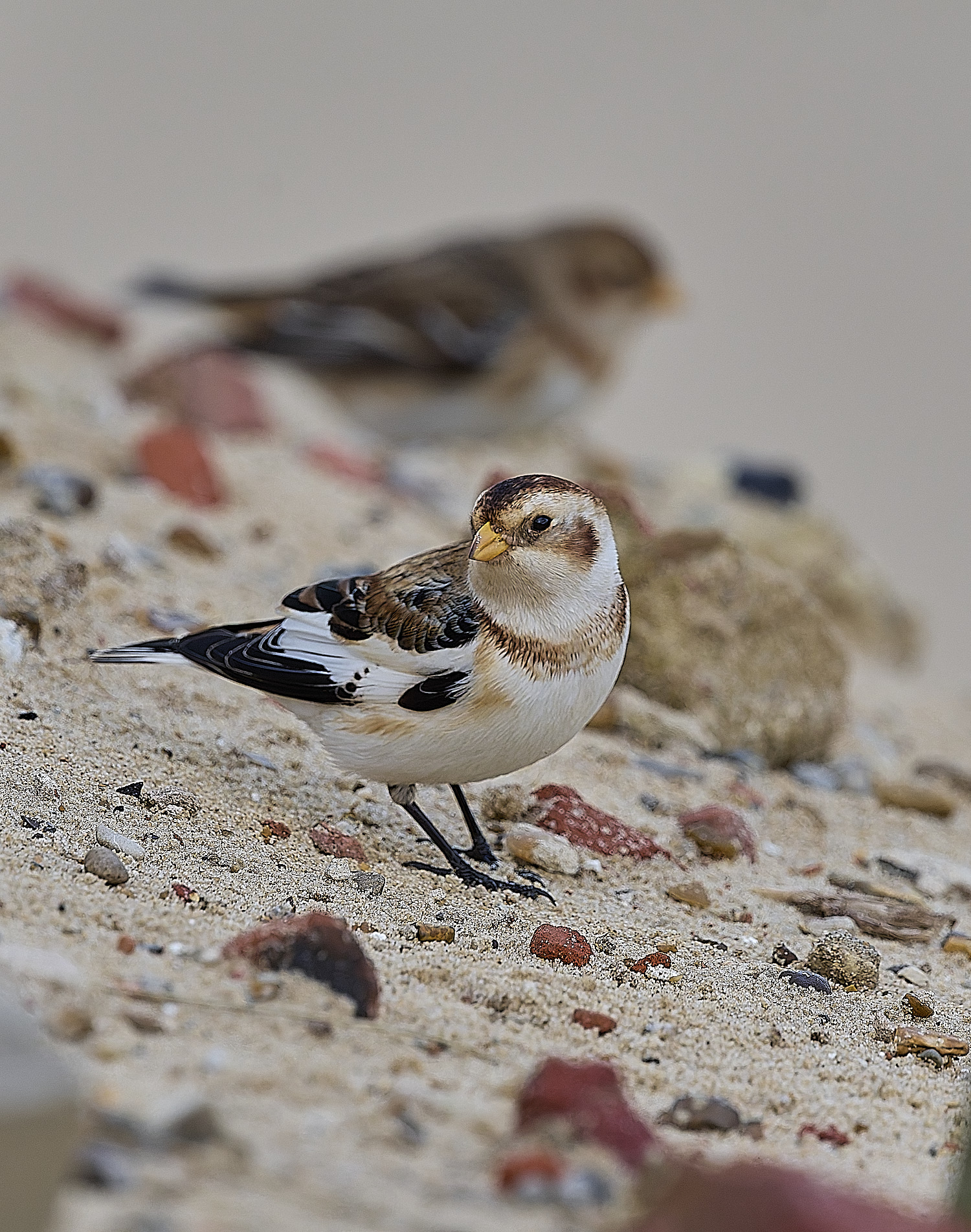 WintertonSnowBunting240126-12