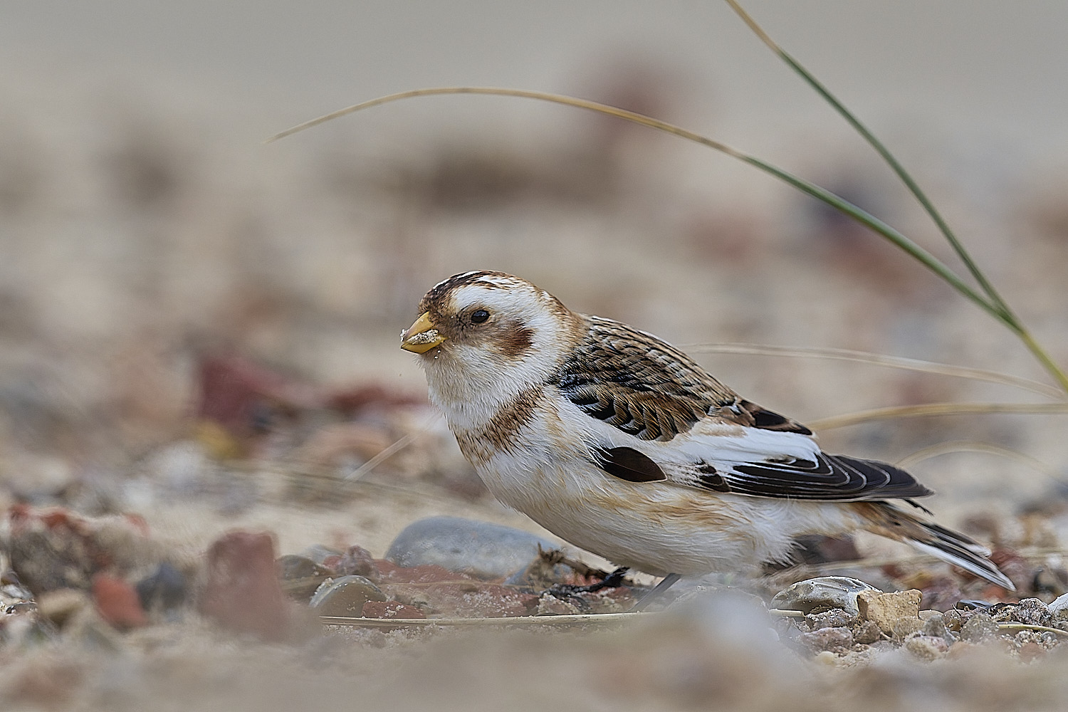 WintertonSnowBunting240126-2