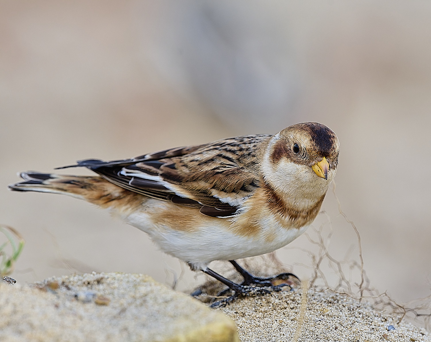 WintertonSnowBunting240126-24