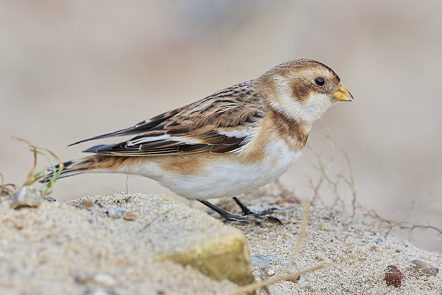 WintertonSnowBunting240126-28