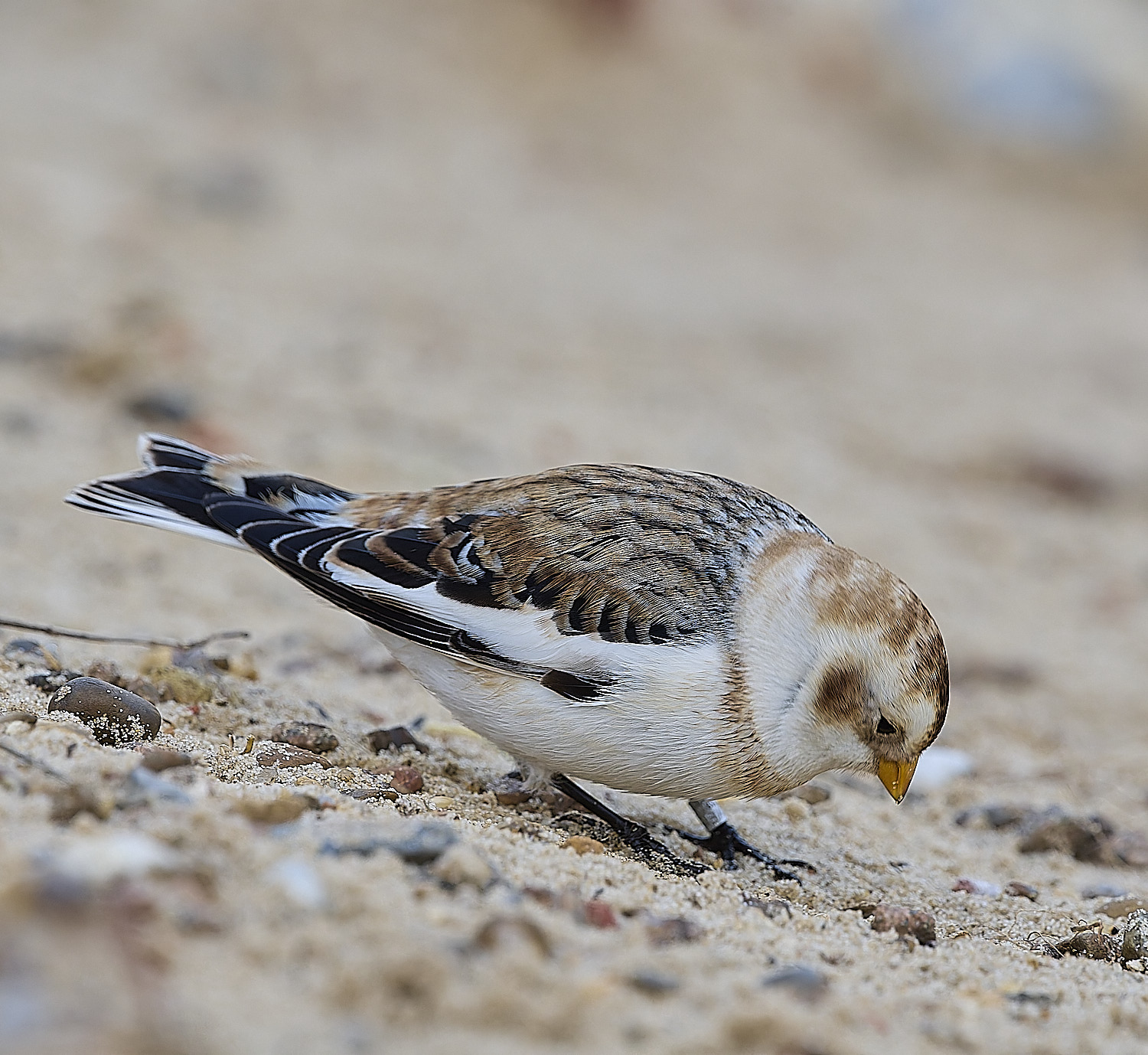 WintertonSnowBunting240126-29