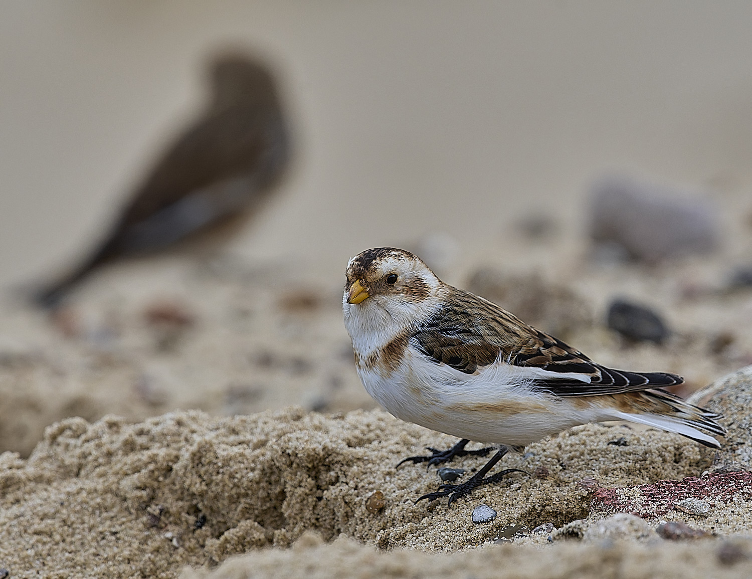 WintertonSnowBunting240126-3