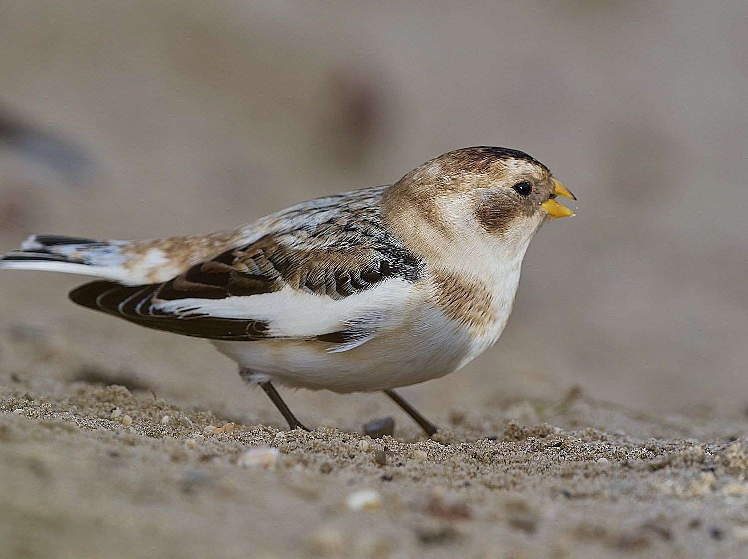 WintertonSnowBunting240126-31