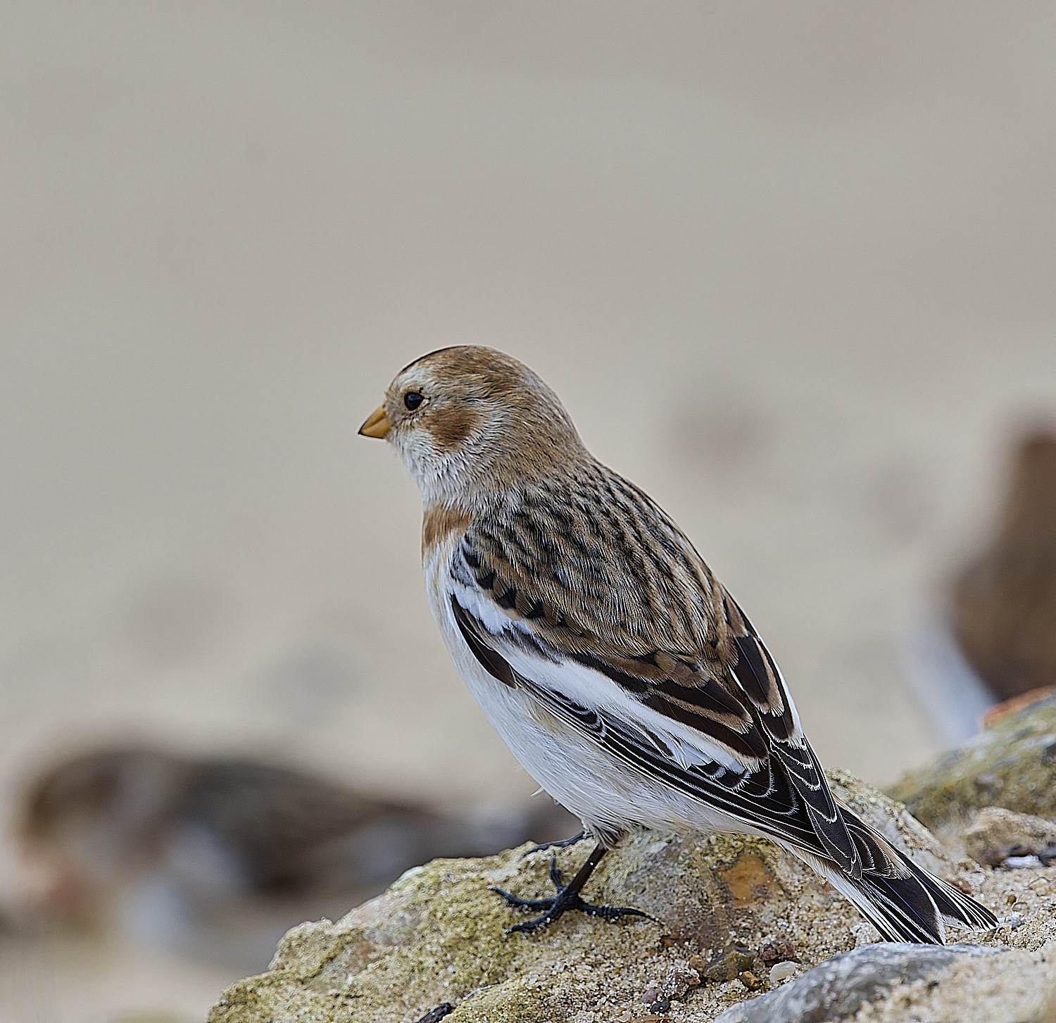 WintertonSnowBunting240126-4